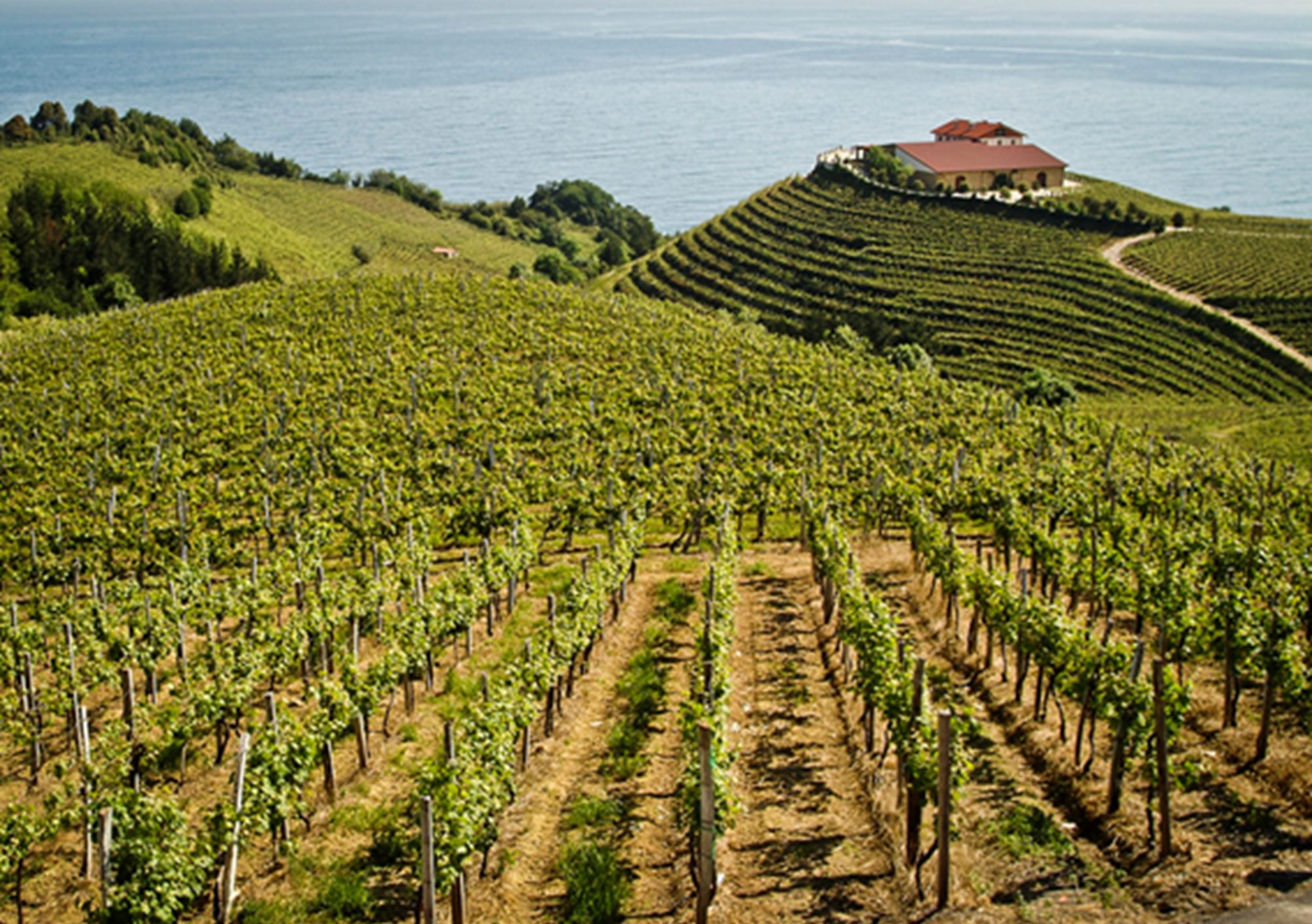 booking guided visits Private Basque Cheese Wine Txakoli from San Sebastian Donostia